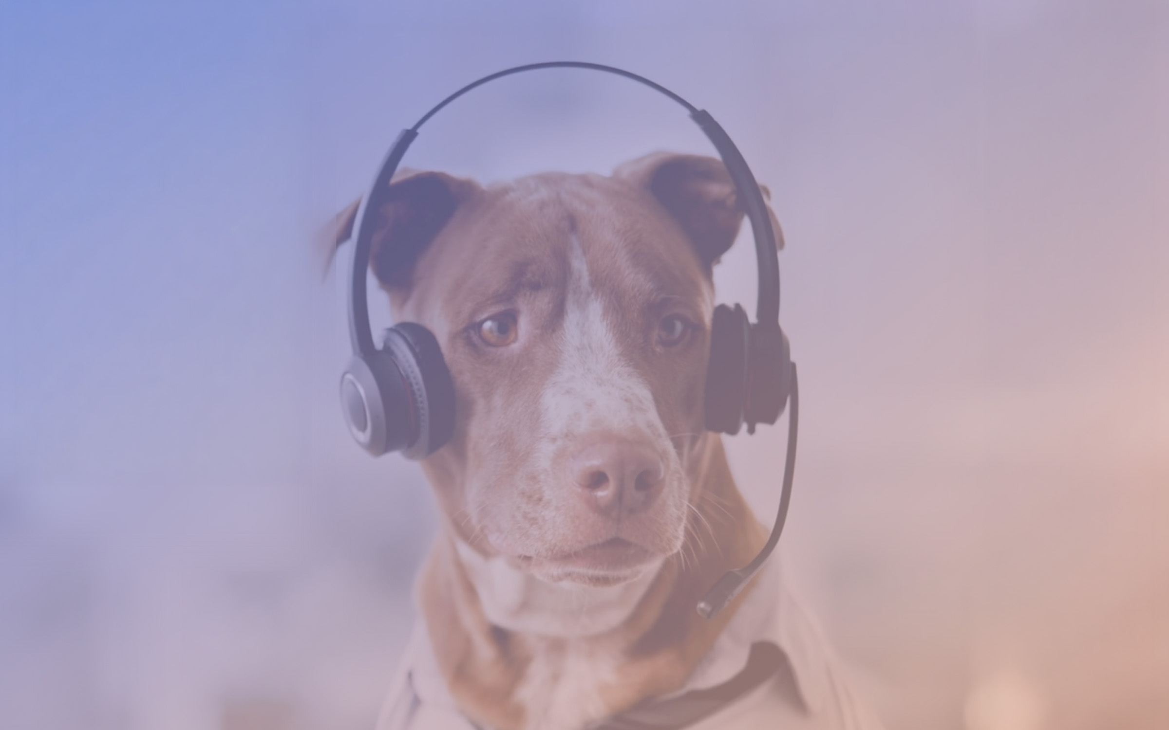 HeadVet — AI automation for veterinary practices